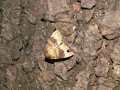 Amphipyra_perflua_S_08.jpg Amphipyra_perflua_S_08.jpg