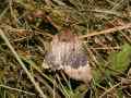 Amphipyra_perflua_S_14.jpg Amphipyra_perflua_S_14.jpg