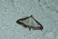 Antheraea_yamamai_L_08.jpg Antheraea_yamamai_L_08.jpg