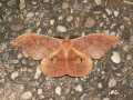 Antheraea_yamamai_S_02.jpg Antheraea_yamamai_S_02.jpg