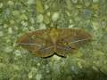 Antheraea_yamamai_S_04.jpg Antheraea_yamamai_S_04.jpg