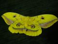 Antheraea_yamamai_S_09.jpg Antheraea_yamamai_S_09.jpg