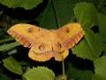 Antheraea_yamamai_S_20.jpg Antheraea_yamamai_S_20.jpg