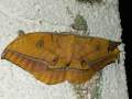 Antheraea_yamamai_S_32.jpg Antheraea_yamamai_S_32.jpg
