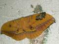 Antheraea_yamamai_S_33.jpg Antheraea_yamamai_S_33.jpg