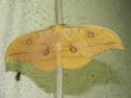 Antheraea_yamamai_S_35.jpg Antheraea_yamamai_S_35.jpg