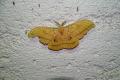 Antheraea_yamamai_S_41.jpg Antheraea_yamamai_S_41.jpg