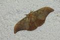 Antheraea_yamamai_S_43.jpg Antheraea_yamamai_S_43.jpg