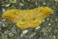 Antheraea_yamamai_S_45.jpg Antheraea_yamamai_S_45.jpg