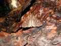 Apamea_aquila_S_03.jpg Apamea_aquila_S_03.jpg