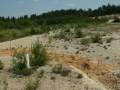 Apamea_lateritia_L_01.jpg Apamea_lateritia_L_01.jpg