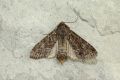 Apamea_maillardi_S_02.jpg Apamea_maillardi_S_02.jpg