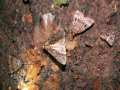 Apamea_monoglypha_S_02.jpg Apamea_monoglypha_S_02.jpg