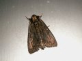 Apamea_monoglypha_S_03.jpg Apamea_monoglypha_S_03.jpg