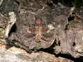 Apamea_rubrirena_S_01.jpg