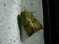 Apamea_sublustris_S_01.jpg Apamea_sublustris_S_01.jpg