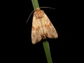 Apamea_sublustris_S_02.jpg