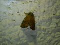 Apoda_limacodes_S_02.jpg Apoda_limacodes_S_02.jpg