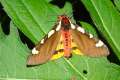Arctia_matronula_S_04.jpg Arctia_matronula_S_04.jpg