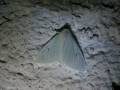 Arctornis_l-nigrum_S_02.jpg Arctornis_l-nigrum_S_02.jpg