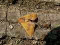 Atethmia_centrago_S_01.jpg Atethmia_centrago_S_01.jpg