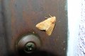 Atethmia_centrago_S_02.jpg Atethmia_centrago_S_02.jpg