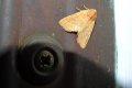 Atethmia_centrago_S_03.jpg Atethmia_centrago_S_03.jpg