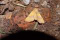 Atethmia_centrago_S_04.jpg Atethmia_centrago_S_04.jpg