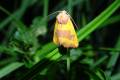 Atethmia_centrago_S_07.jpg Atethmia_centrago_S_07.jpg