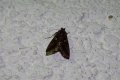 Autographa_gamma_S_06.jpg