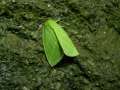 Bena_bicolorana_S_01.jpg