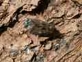 Blepharita_satura_S_02.jpg Blepharita_satura_S_02.jpg