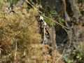 Canephora_hirsuta_R_03.jpg Canephora_hirsuta_R_03.jpg