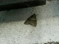 Catocala_nupta_S_02.jpg Catocala_nupta_S_02.jpg