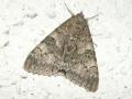 Catocala_nupta_S_09.jpg Catocala_nupta_S_09.jpg