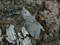 Cerura_erminea_S_07.jpg Cerura_erminea_S_07.jpg