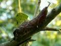 Cerura_vinula_R_01.jpg Cerura_vinula_R_01.jpg
