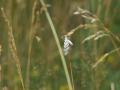 Coscinia_cribraria_S_01.jpg