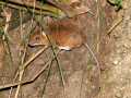 Cosmia_affinis_L_01.jpg Cosmia_affinis_L_01.jpg