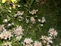 Deilephila_porcellus_S_05.jpg Deilephila_porcellus_S_05.jpg