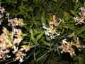 Deilephila_porcellus_S_08.jpg Deilephila_porcellus_S_08.jpg