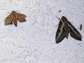 Deilephila_porcellus_S_10.jpg Deilephila_porcellus_S_10.jpg