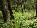 Diarsia_brunnea_L_01.jpg Diarsia_brunnea_L_01.jpg