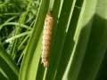 Diarsia_brunnea_R_02.jpg Diarsia_brunnea_R_02.jpg