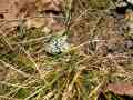 Dichonia_aprilina_S_01.jpg