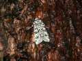 Dichonia_aprilina_S_03.jpg Dichonia_aprilina_S_03.jpg