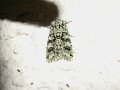 Dichonia_aprilina_S_05.jpg Dichonia_aprilina_S_05.jpg