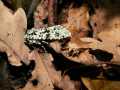 Dichonia_aprilina_S_06.jpg Dichonia_aprilina_S_06.jpg