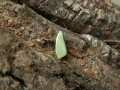 Earias_clorana_S_01.jpg