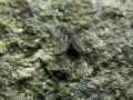 Epichnopterix_sieboldii_S_02.jpg Epichnopterix_sieboldii_S_02.jpg